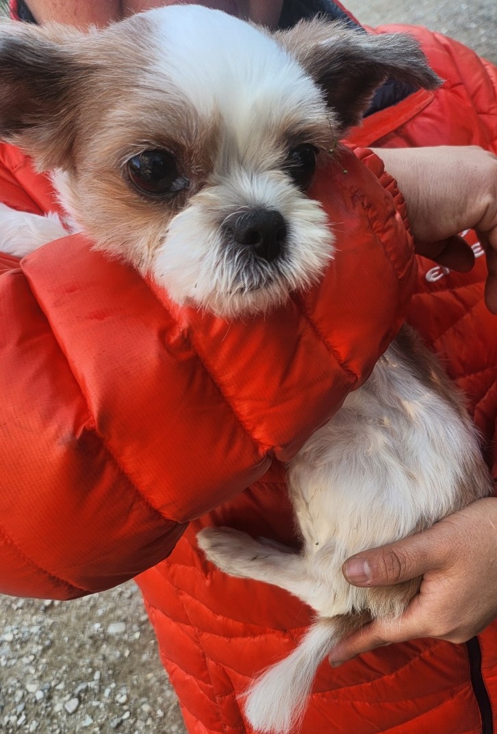 종료(반환) 시츄의…